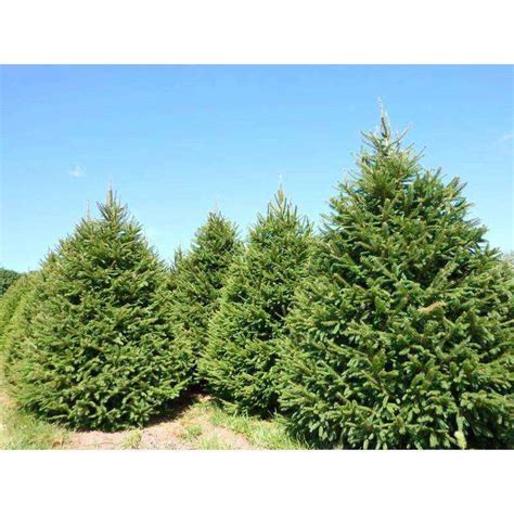 norway spruce trees for sale in kansas